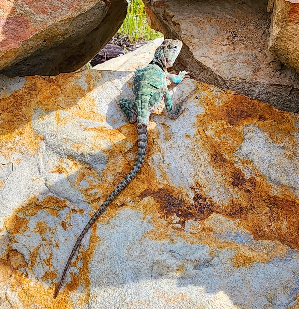 Last week’s introduction saw 43 yearling lizards released into prime locations for future growth. Photo courtesy of Levi Horrell.