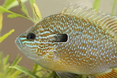 Longear sunfish