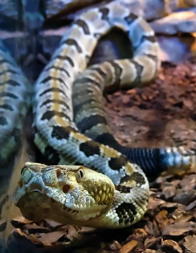 rattlesnake in aquarium