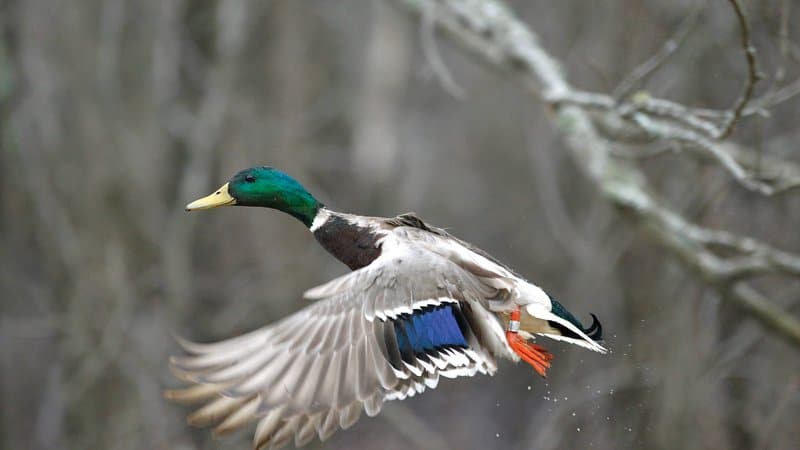 Estimated decline in duck population only part of fall flight story •  Arkansas Game & Fish Commission