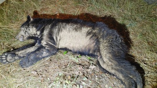 Bear with mange: The number of bears being reported with mange has risen slowly since the first documented case in Arkansas in 2018. Photo courtesy of AGFC.