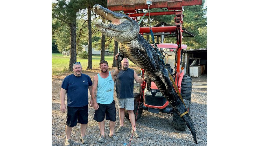 Matt Goetz killed the biggest alligator of the 2022 Arkansas hunting season. This 13-foot, 6-inch alligator was harvested from public water in the Lower Mississippi River Complex of southeast Arkansas.