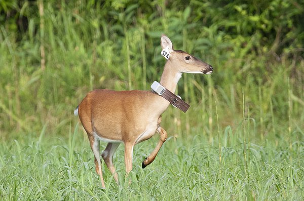 Researchers with the University of Georgia-Athens are studying possible effects of chronic wasting disease on Arkansas’s deer herd using telemetry collars. Photo courtesy Lisa Jorge, University of Georgia.