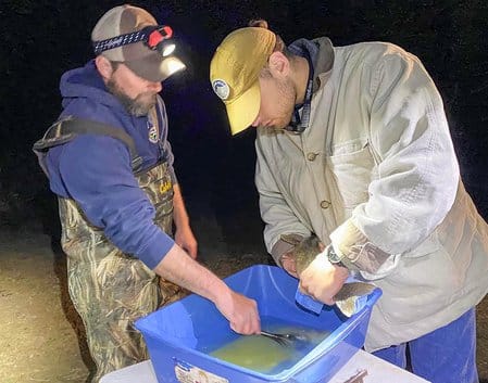Biologists mix eggs with a male walleye’s milt using a turkey feather.
