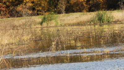 Manipulating the water level in moist soil units properly can double seed production in this beneficial waterfowl habitat.