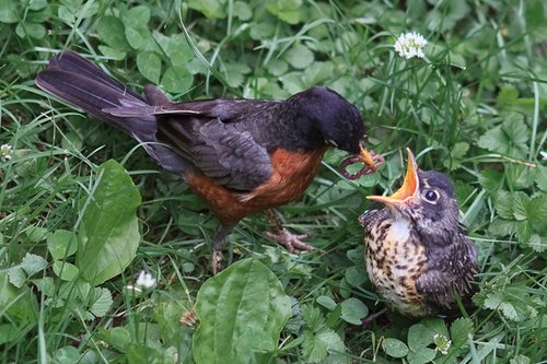 Momma bird and baby bird