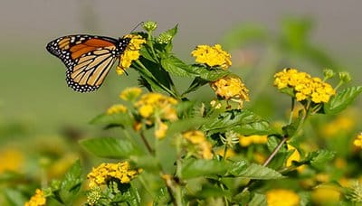 Monarch butterfly