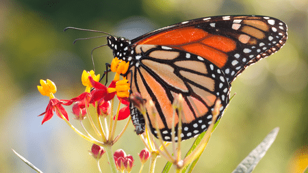 Monarch butterflies and other pollinators would be helped with RAWA.