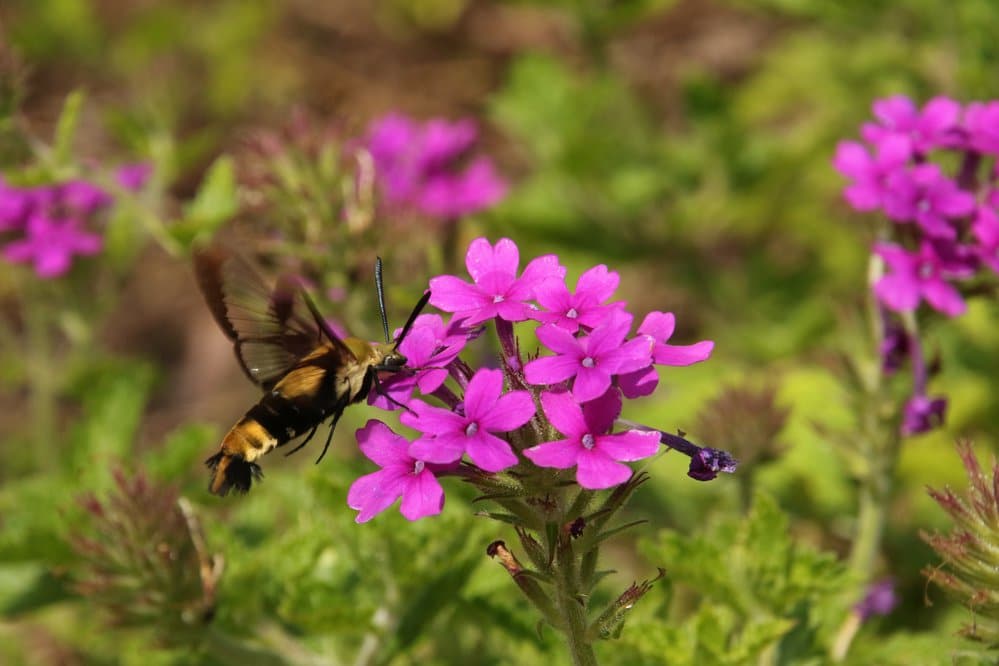Interesting species, such as hummingbird moths, will find flowering “weeds” appealing.