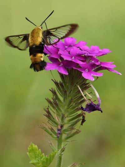 Moth on flower