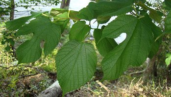 Mulberry Leaves