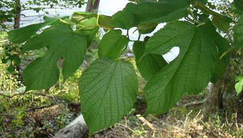 Mulberry leaves image courtesy Rebekah Wallace, University of Georgia