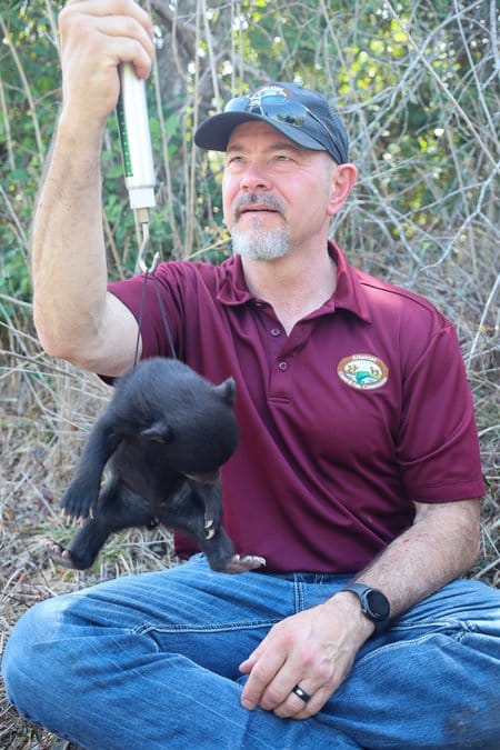 AGFC Large Carnivore Program Coordinator Myron Means weighs a bear cub in south Arkansas during this year’s bear den visits.