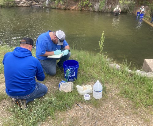 Mystery Snail Collection at Lake Granada