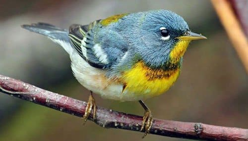 Northern parula. All about birds.