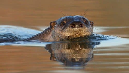 Otter. Photo credit Chris Newberry.