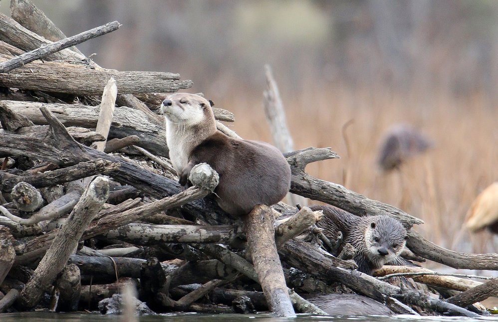 otter family by Chris Newberry