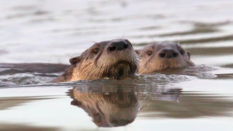 River otters offer antics for winter wildlife watchers • Arkansas Game &  Fish Commission