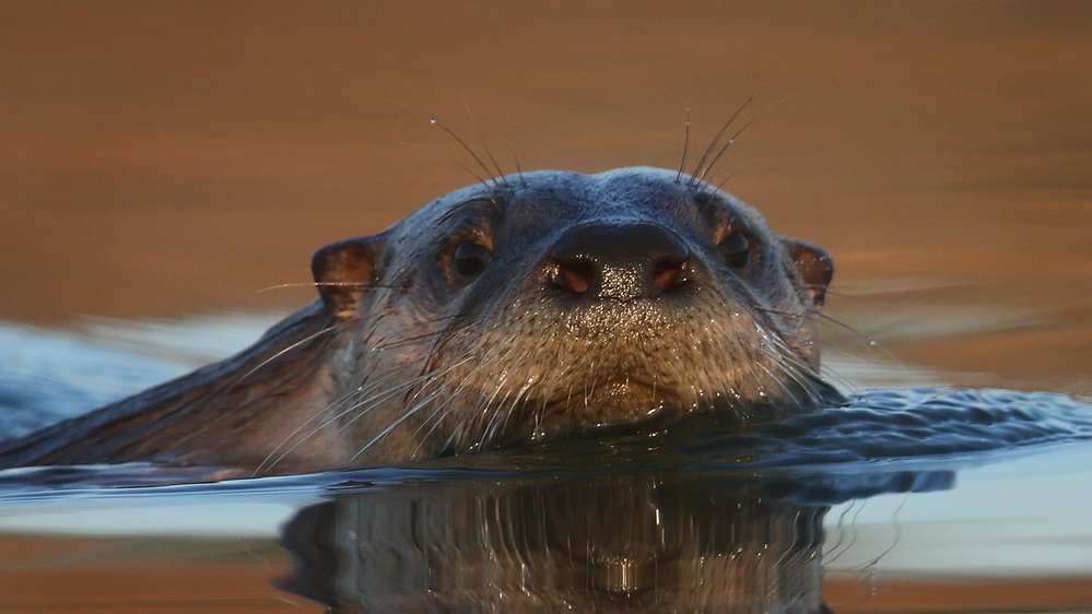 Otter image by Chris Newberry