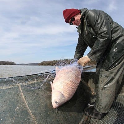 Paddle fish netting