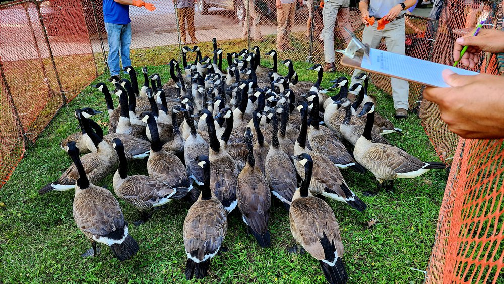 Temporary corrals made with snow fencing hold geese until they’ve been banded and data has been collected.