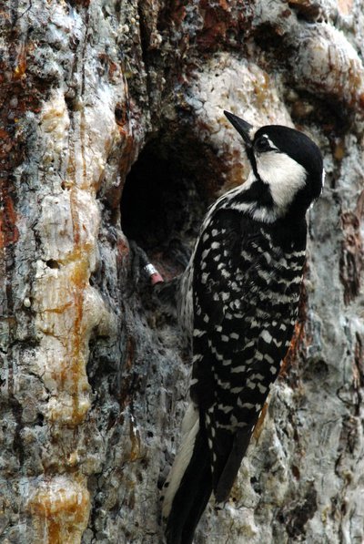 Red-cockaded woodpecker