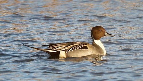 Swimming Pintail