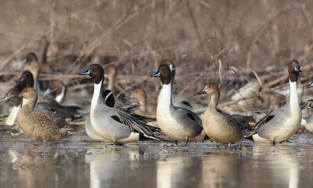Northern pintails recorded in this year’s breeding population surveys surged upward 24 percent, from 1.78 million in 2022 to more than 2.2 million this spring.