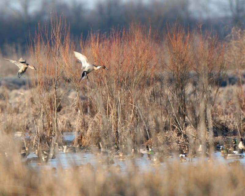 Moist-soil habitat on Raft Creek and Cypress Bayou attract a variety of ducks.