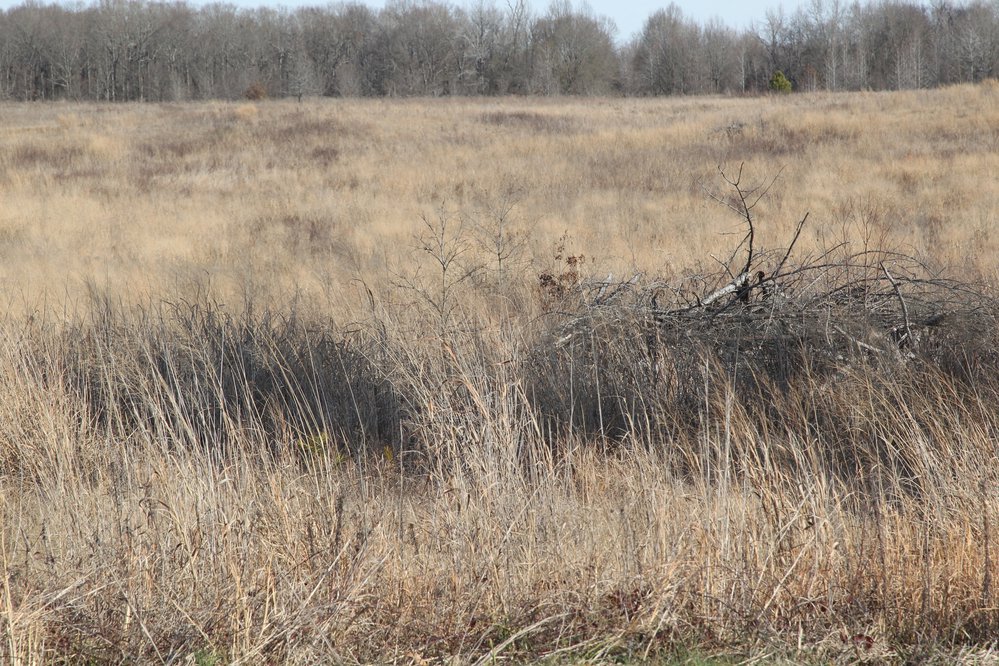 Prairie Bayou Habitat