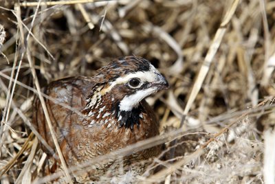 Northern bobwhite are a species of greatest conservation need