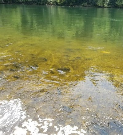 Rainbow trout stocked at Bull Shoals State Park