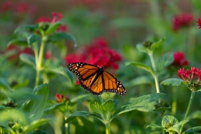 Monarch butterfly.