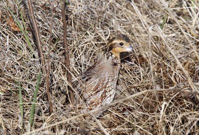 The northern bobwhite is one game species that will benefit directly through RAWA