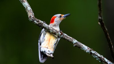 red-bellied woodpecker