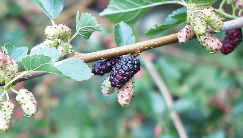 Red mulberry image, courtesy Paul Wray, Iowa State University