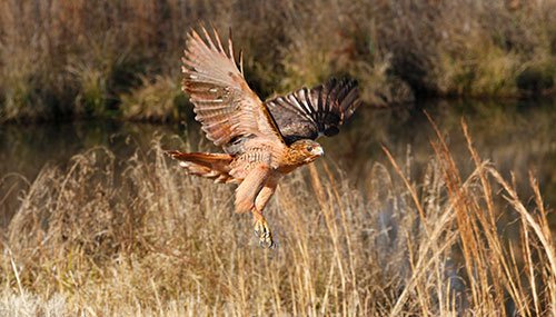 Red-tailed hawk