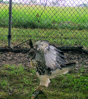 Red-tailed Hawk