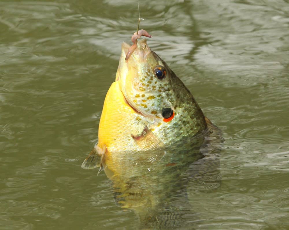 If the baitshop is out of crickets, redear sunfish are also suckers for worms.