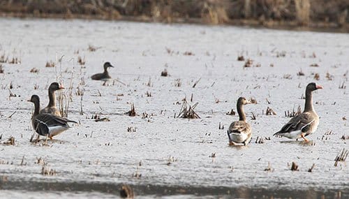 Geese on a flooded rice field