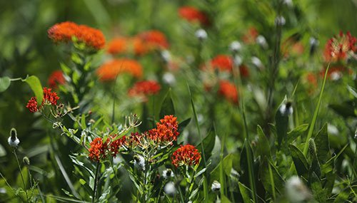 Butterfly milkweed