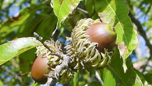 Sawtooth oak acorns are plentiful and attract deer in the early season, but are ignored once other acorns begin to fall.