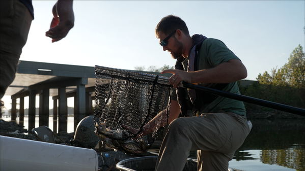 Man on Boat: AGFC Fisheries Supervisor Nick Feltz gathering crappie to be relocated to Lake Conway’s nursery pond.