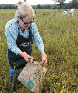 "The Covey" member collecting native seed.