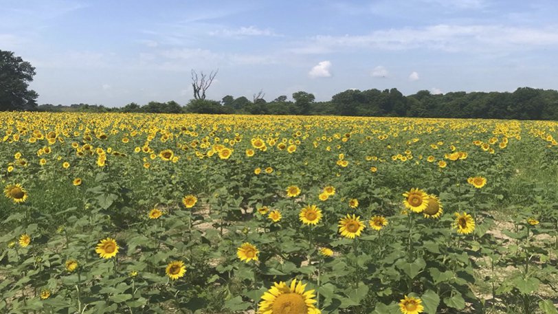 Shirey Bay Sunflowers.jpg