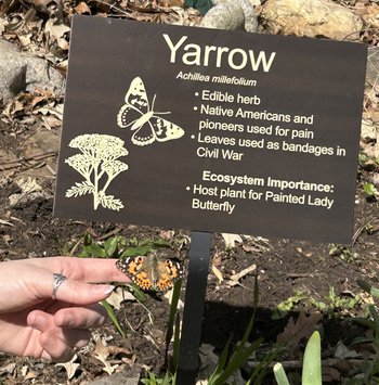 This painted lady butterfly was found as a caterpillar on one of the school’s plants and hatched in a protected space at the school for students to learn about metamorphosis. Image courtesy of Susan Jones.