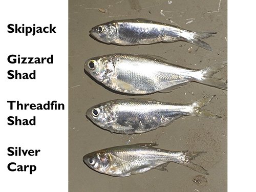 Arkansas fighting Asian carp with angler awareness, baitfish