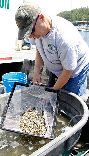 Smallmouth bass fingerlings