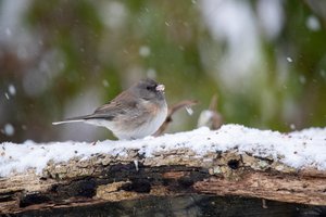 Bird on a limb with snow falling