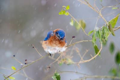 Bird on a limb with snow falling